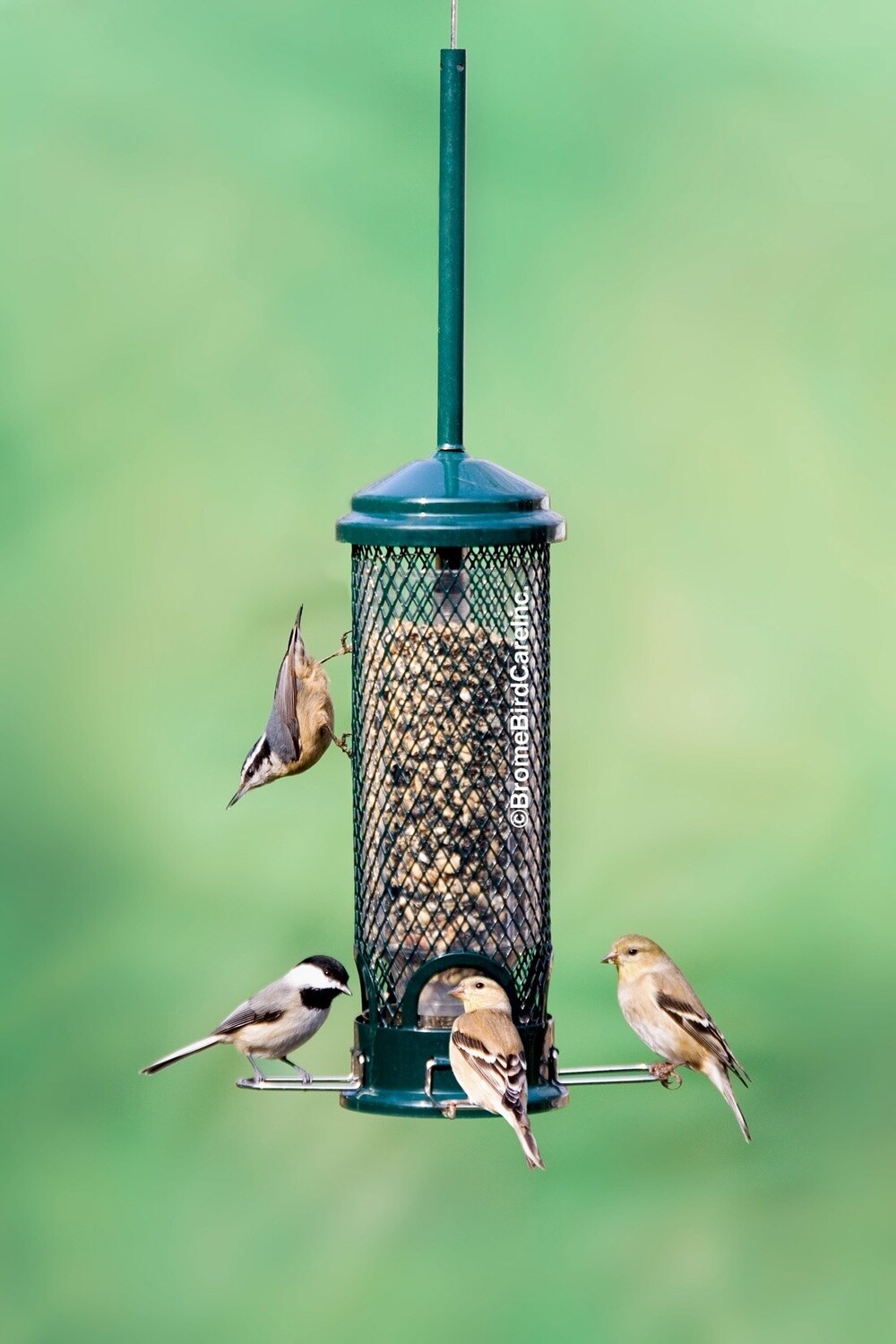Squirrel Buster Mini