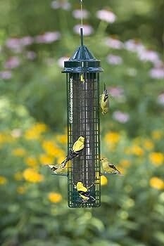 Squirrel Buster Finch