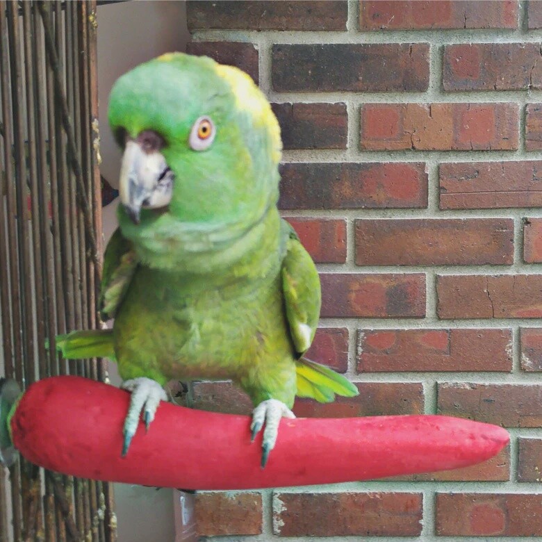 Pollys Pepper Perch Large