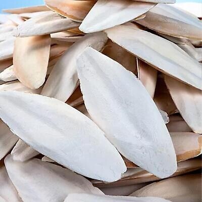 Bagged Cuttlebone