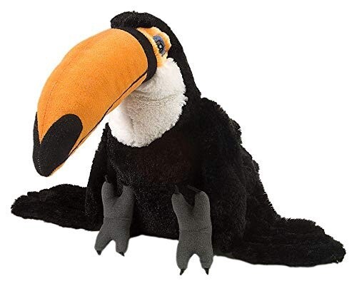 Toco Toucan