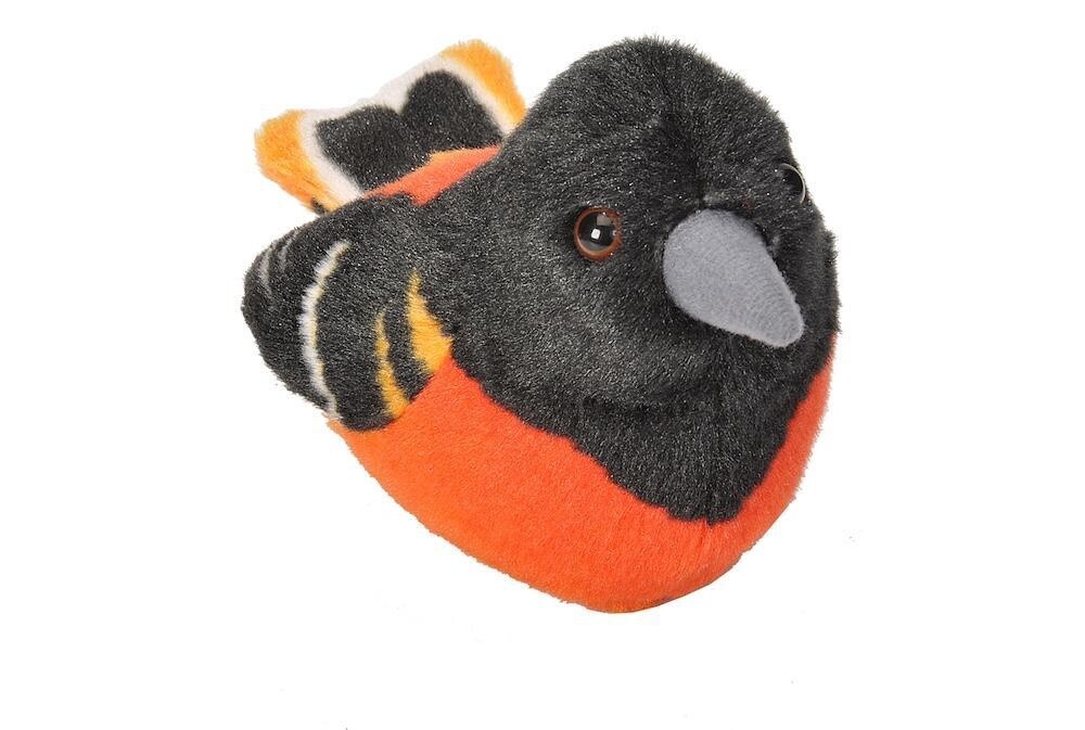 Baltimore Oriole