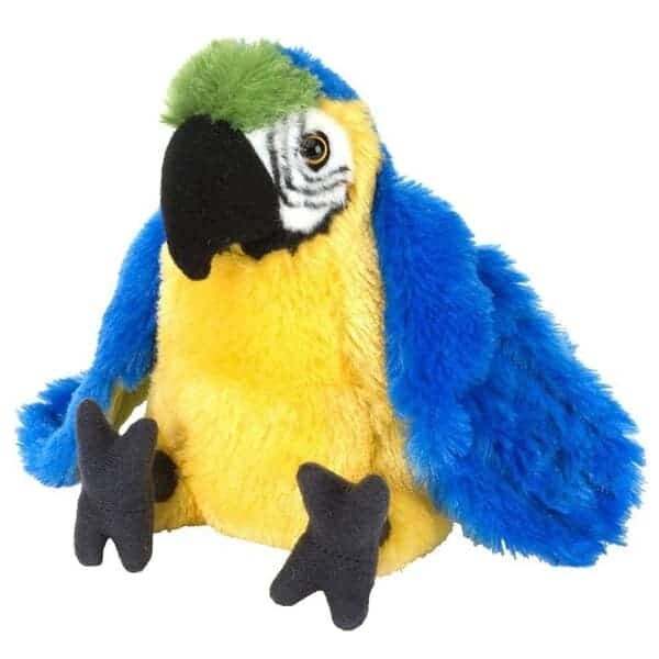Blue and Gold Macaw