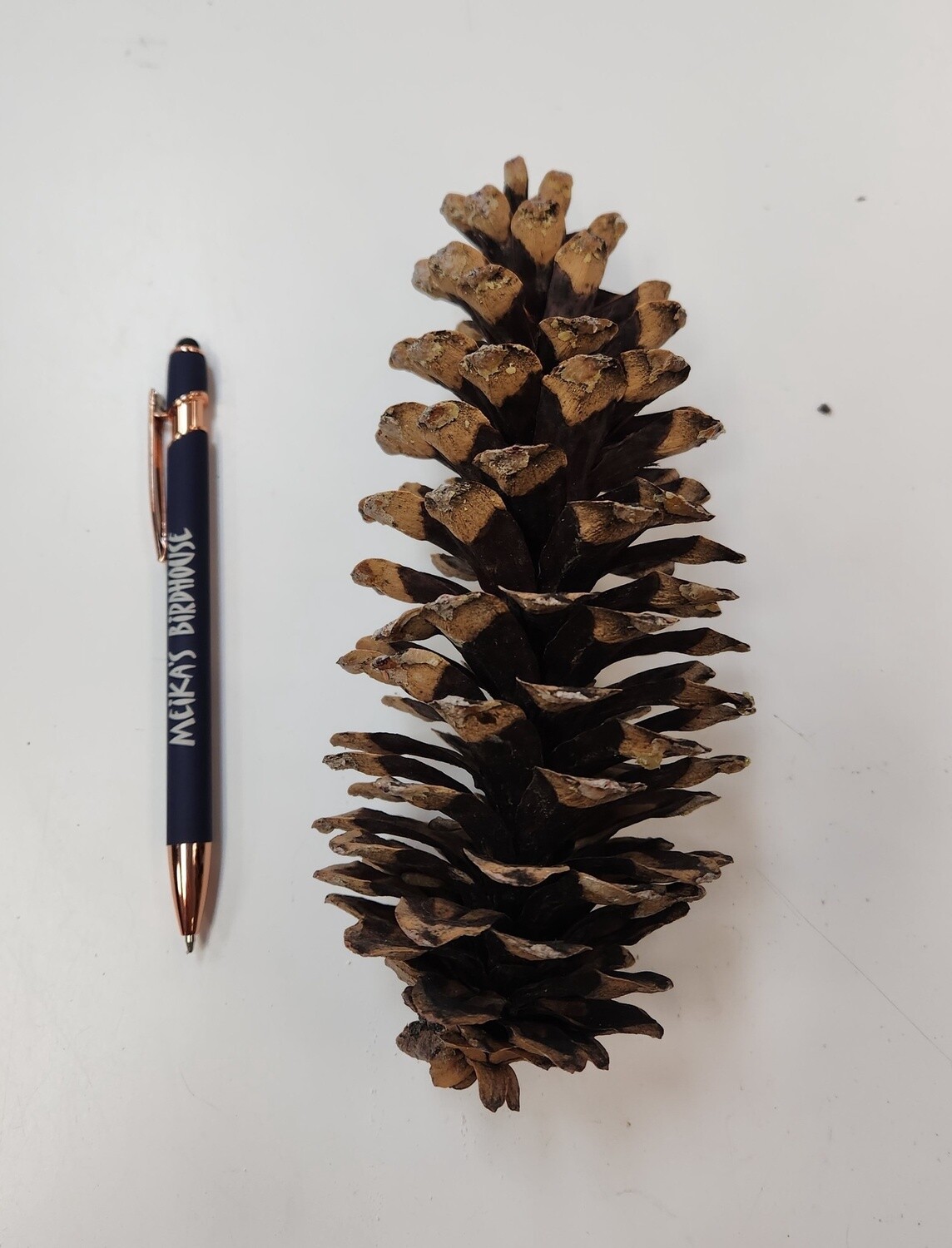 Large Pinecone