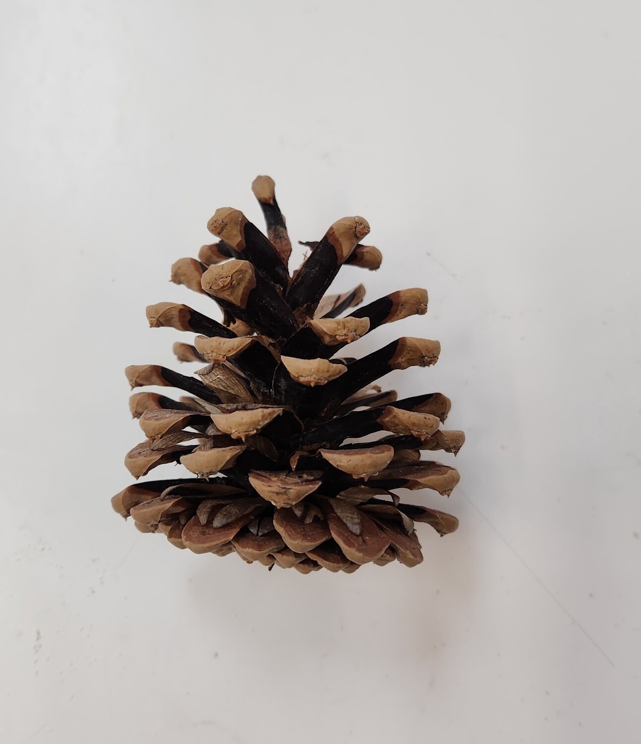 PINECONE SMALL