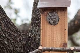 Saw -Whet Owl Nest Box
