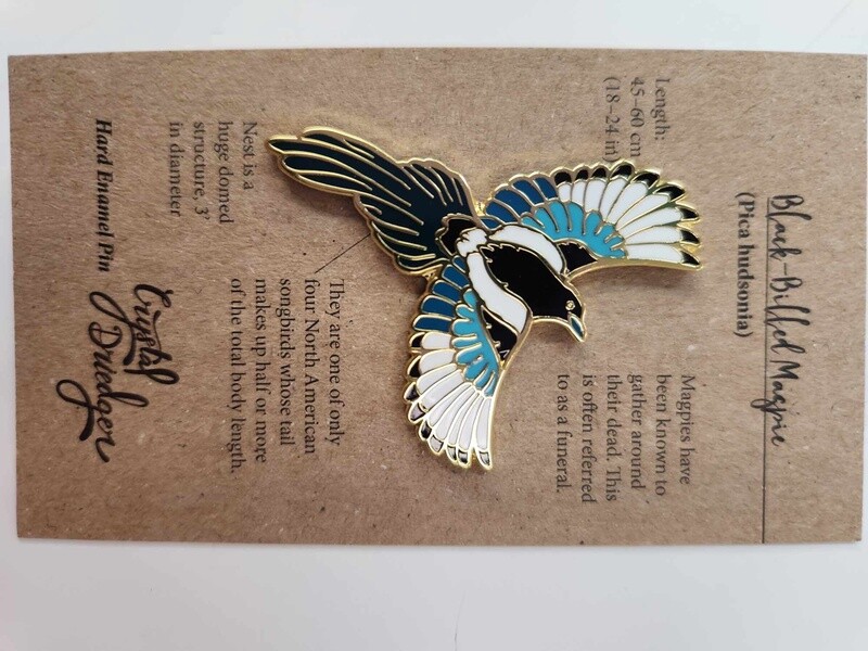 Black Billed Magpie