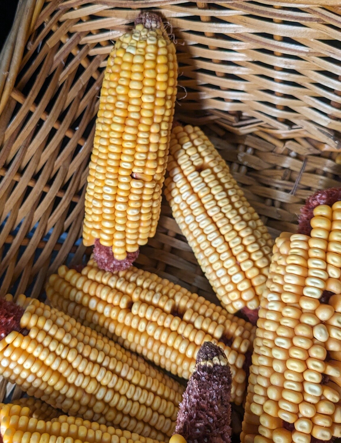 Corn Cob