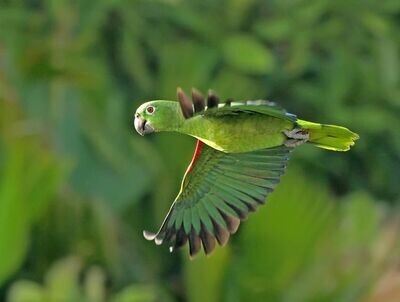 Conservation