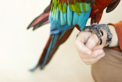 Pet Bird Services - Boarding &amp; Trims