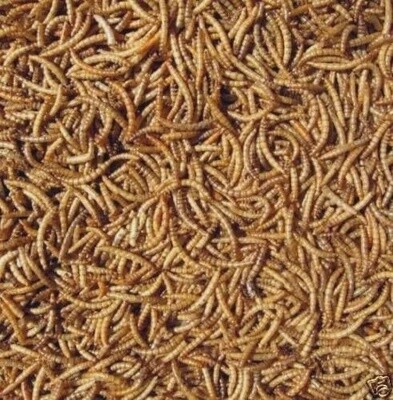 Dried Meal Worms ZGW 400 gram