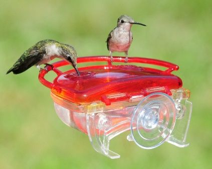 The Gem Window Hummingbird Feeder 437a