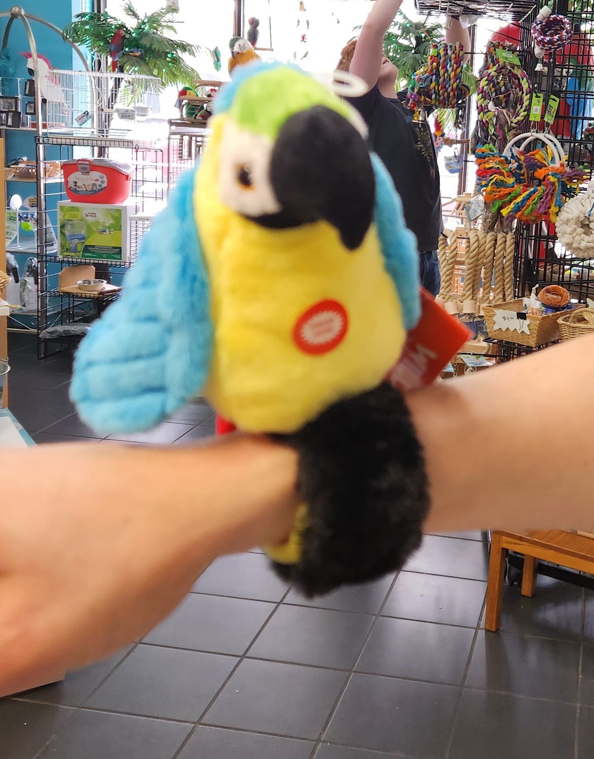 Blue and gold Perch Parrot