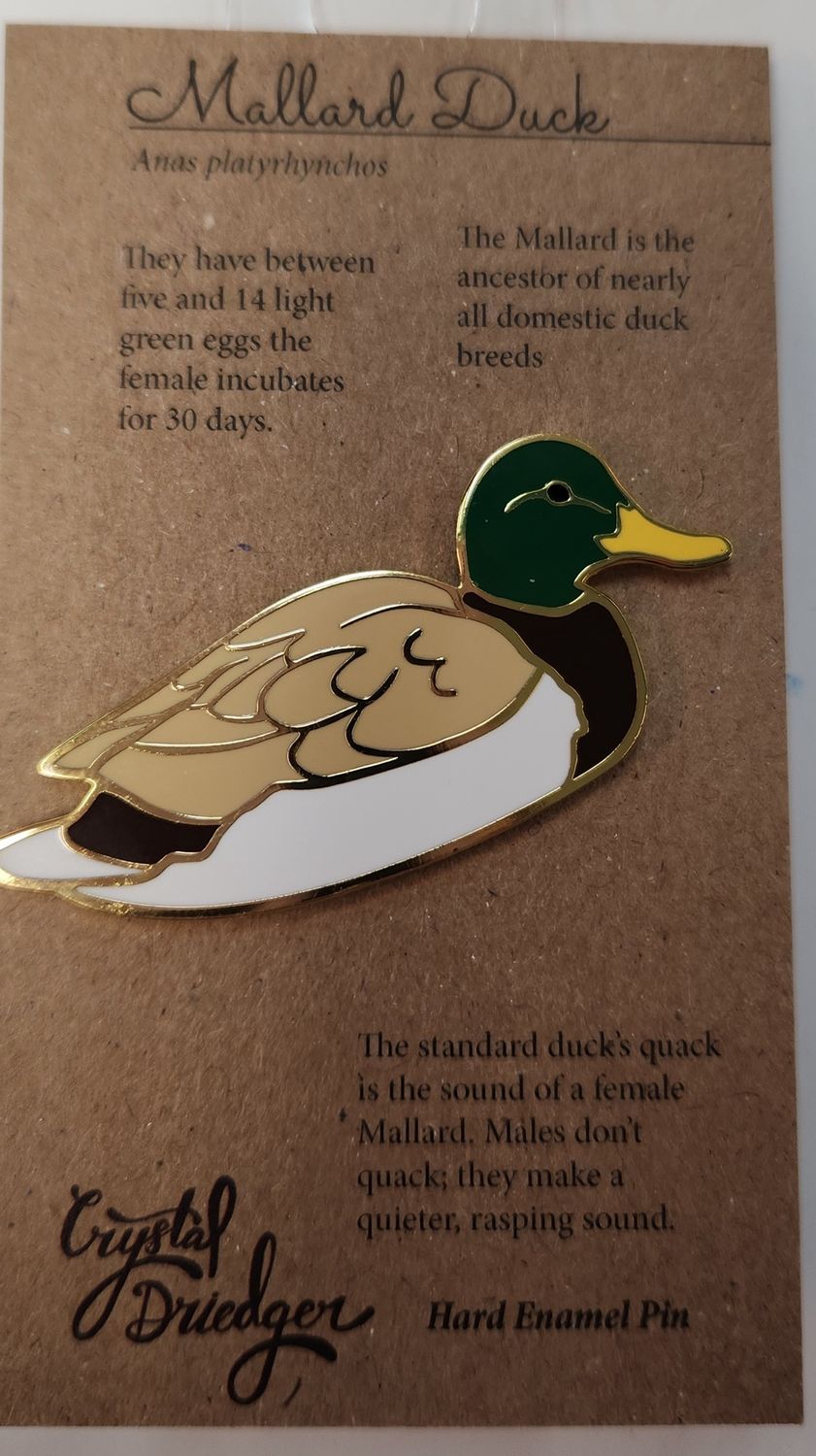 Mallard Drake