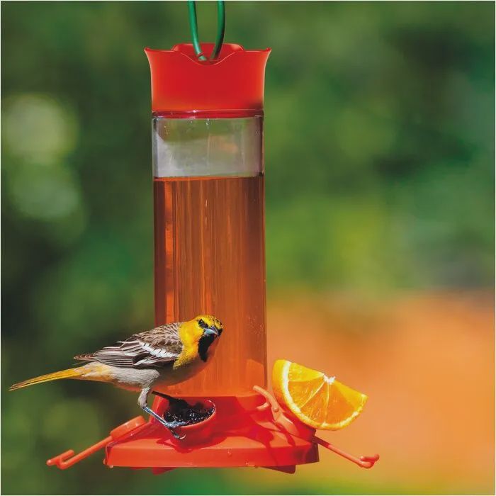 Oriole feeder