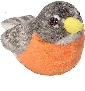 American Robin