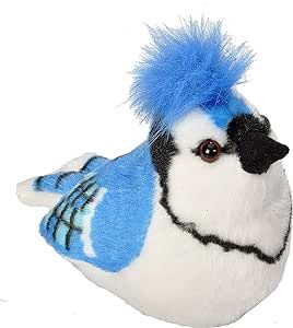 Audubon Blue Jay