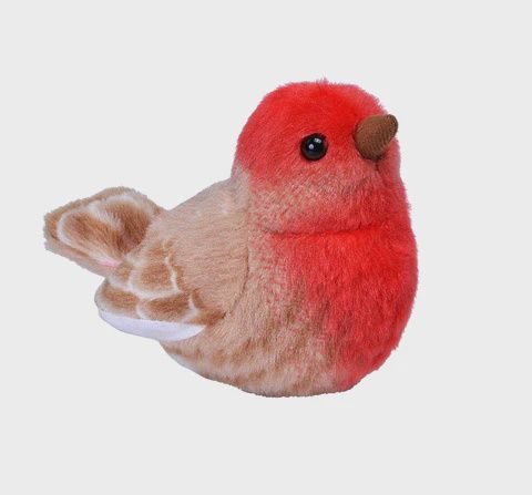 House Finch