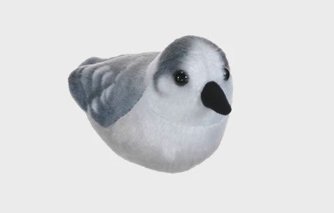 Canada Jay