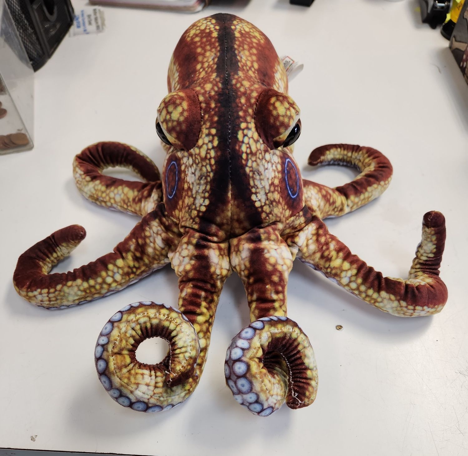 Octopuss