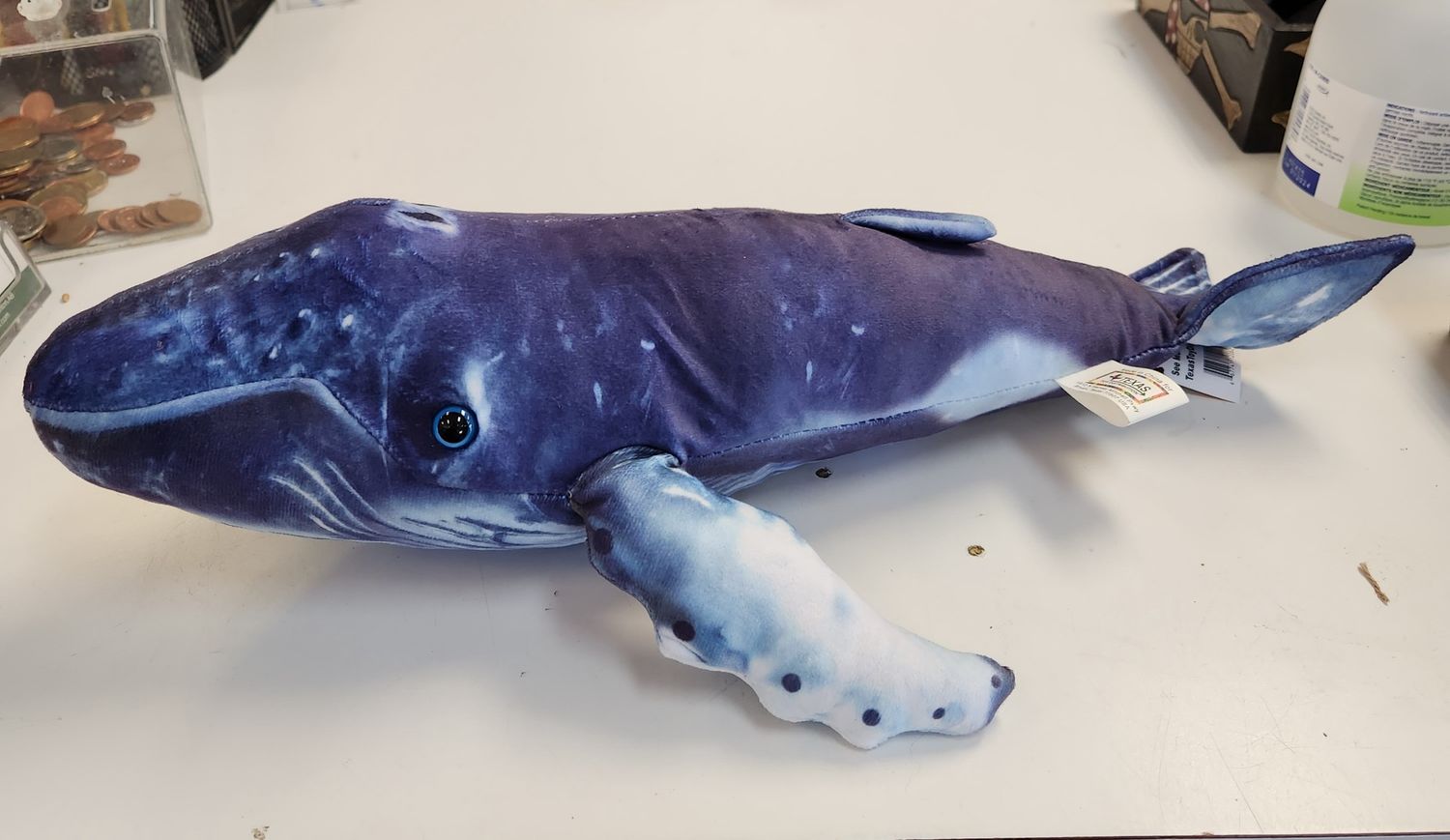 Humpback Whale