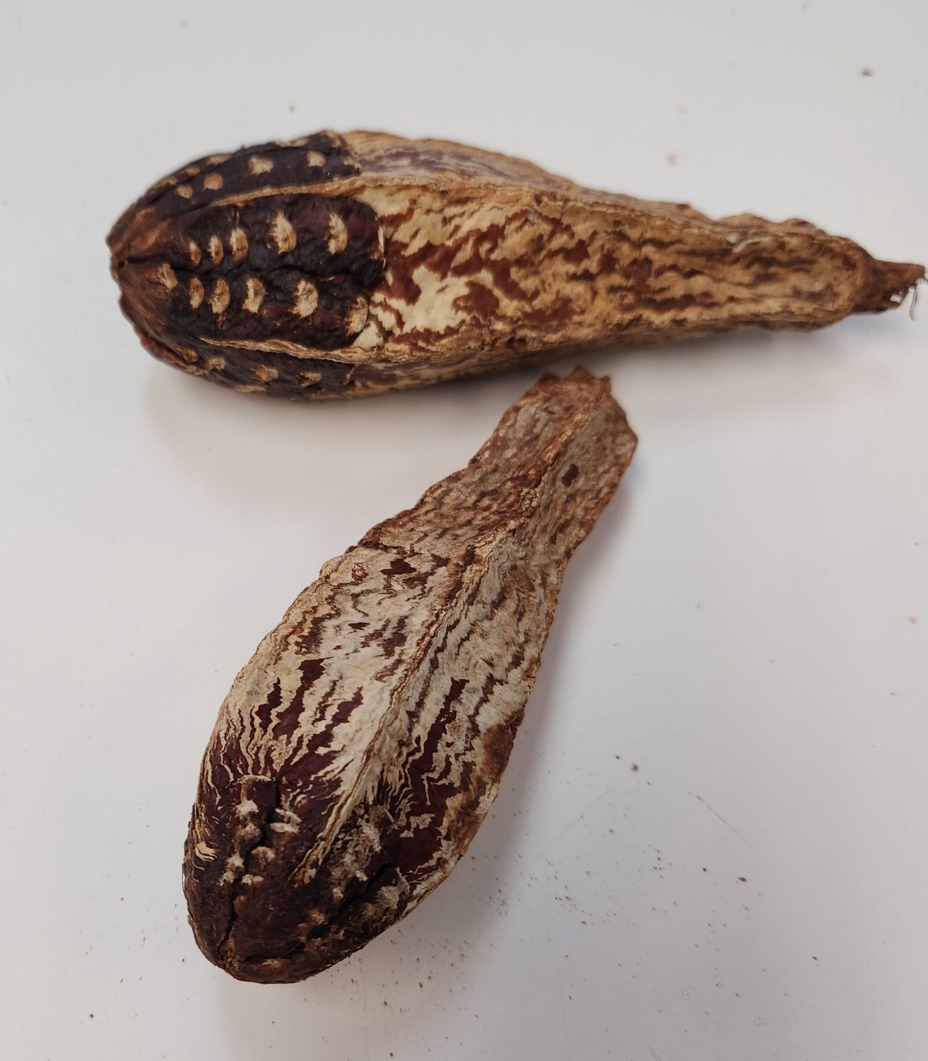 Mahogany Pod