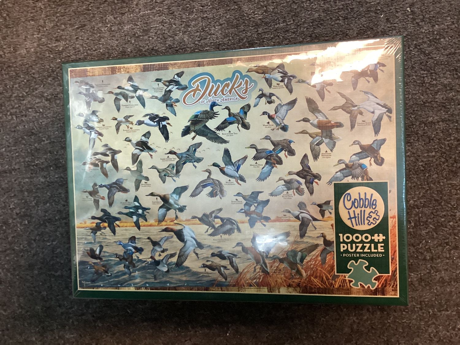 Ducks Of North America