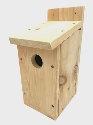 Blue Jay/ flicker House