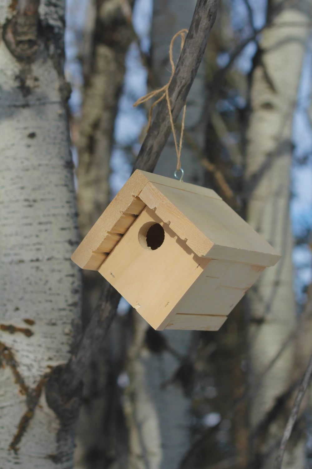 Chickadee house