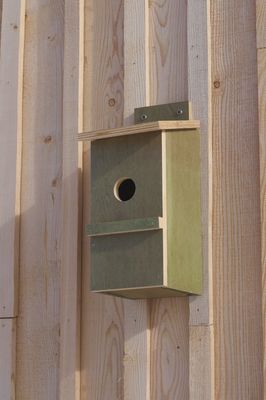 Saw whet Owl Box