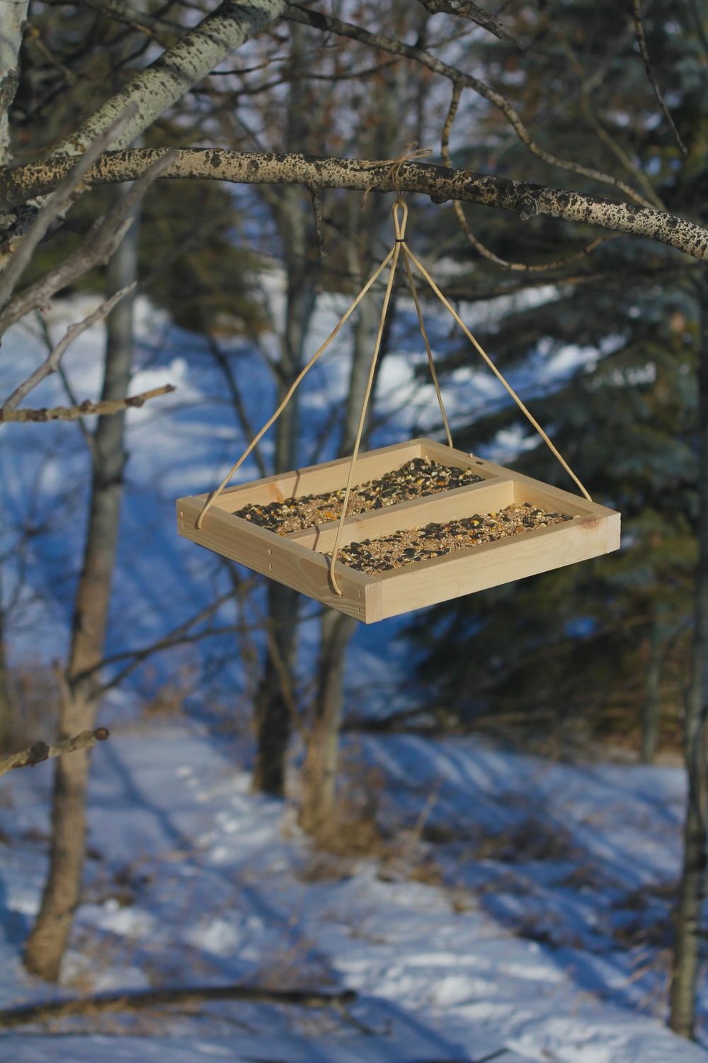 Tray Feeder
