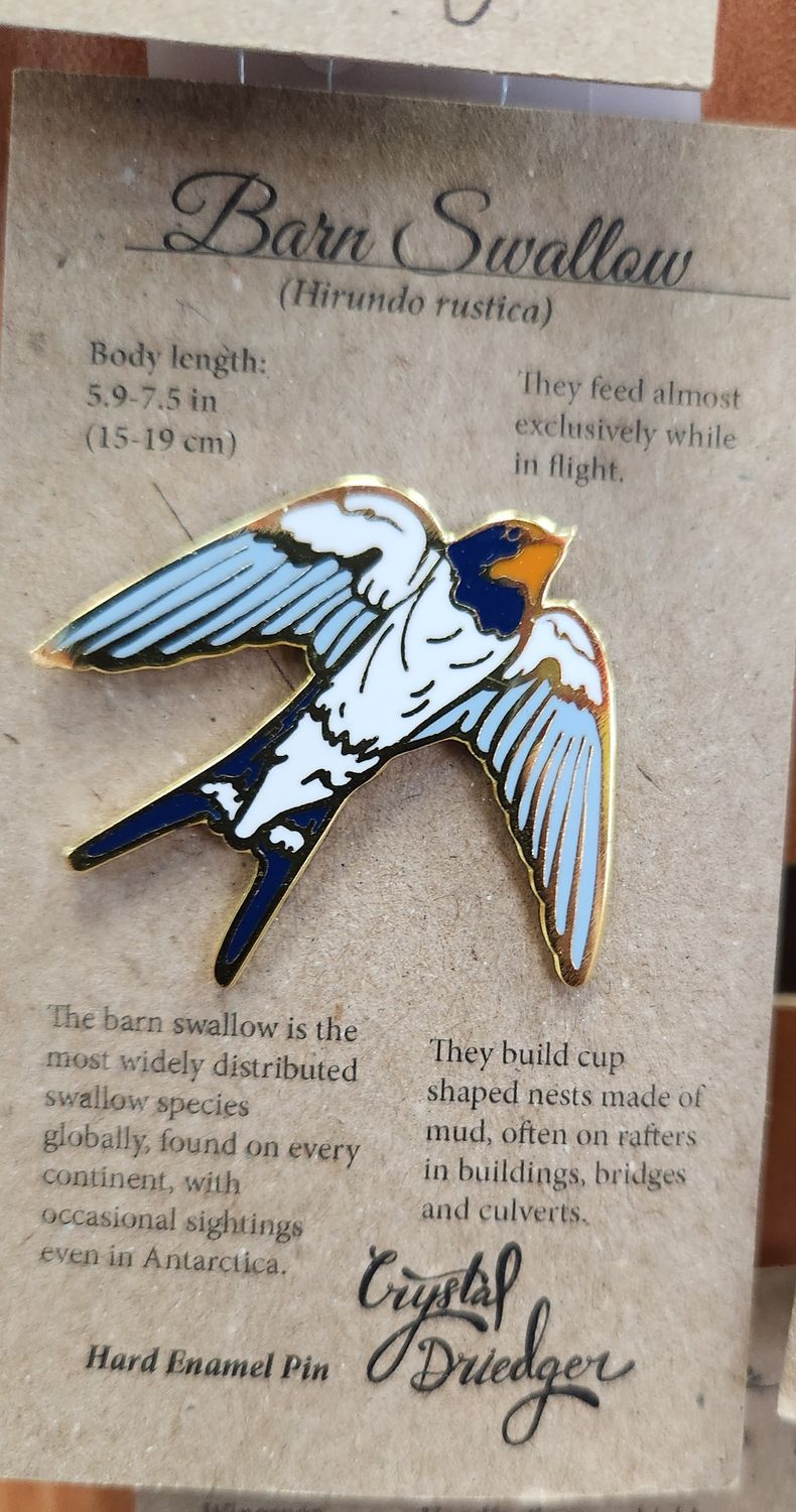 White Barm Swallow