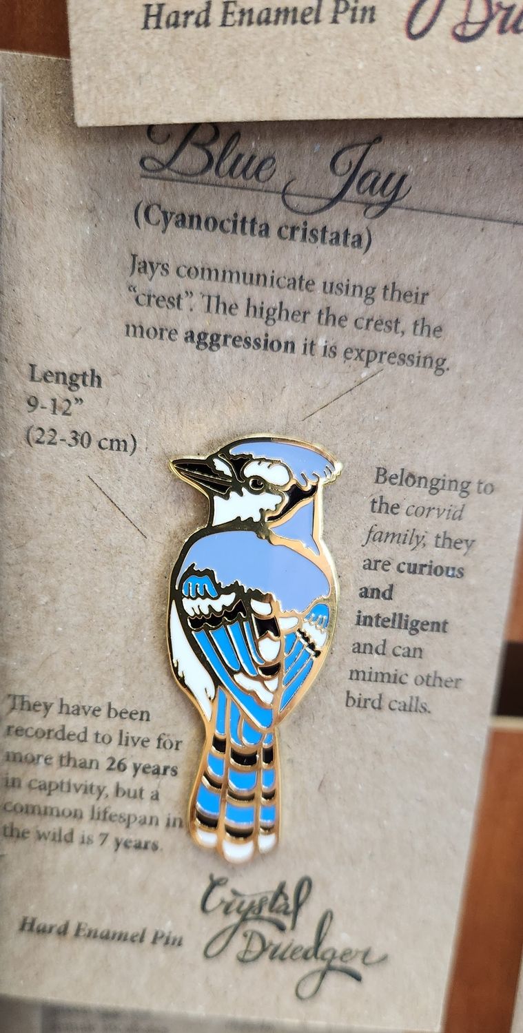 Sitting BlueJay