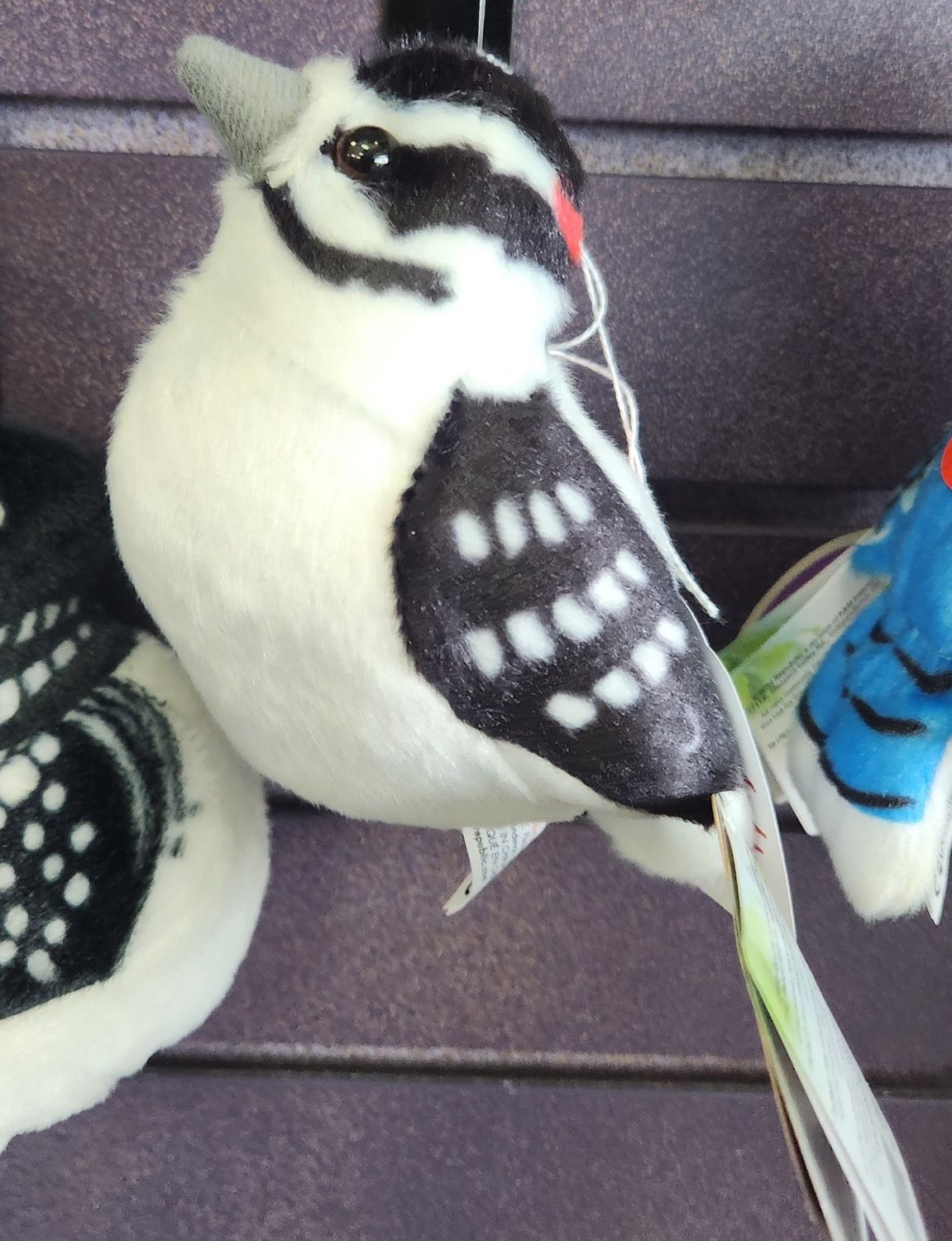 Downey Woodpecker