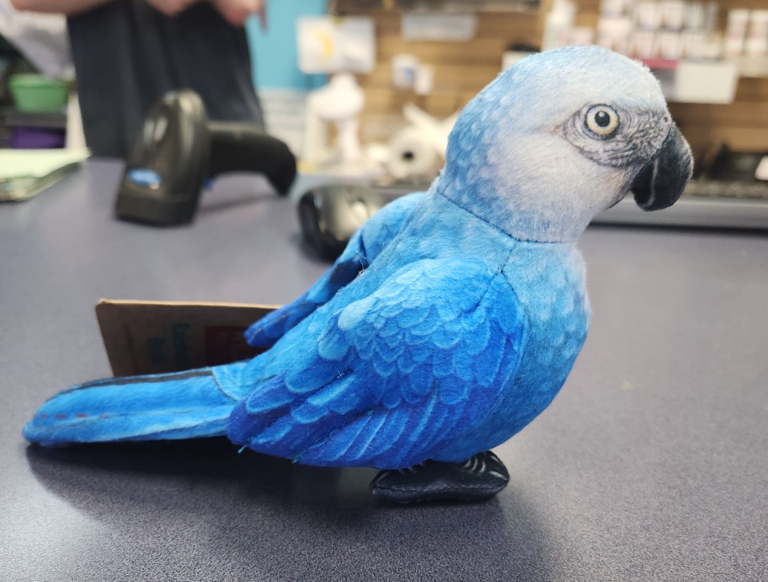 Spix Macaw