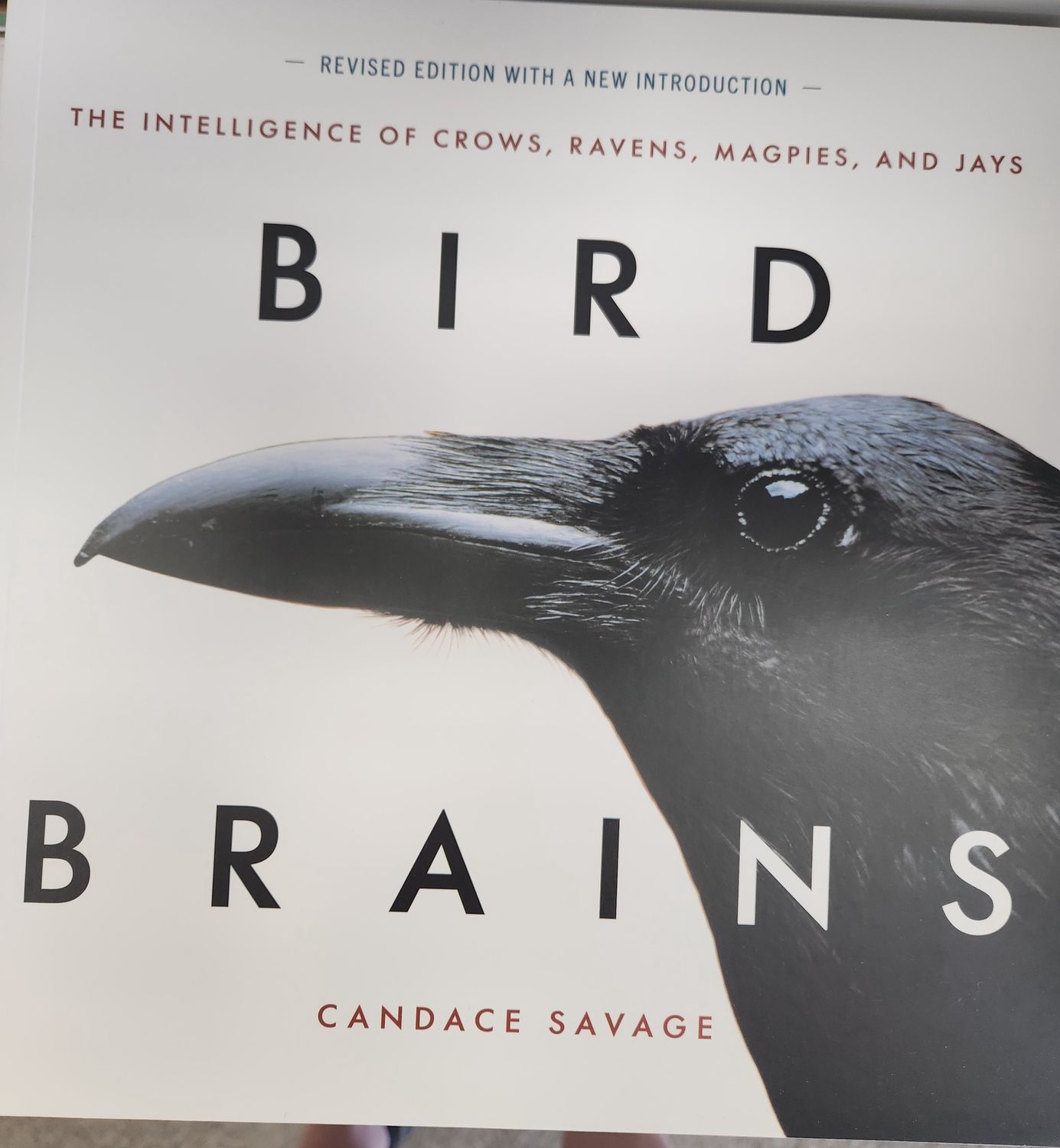 Bird Brains