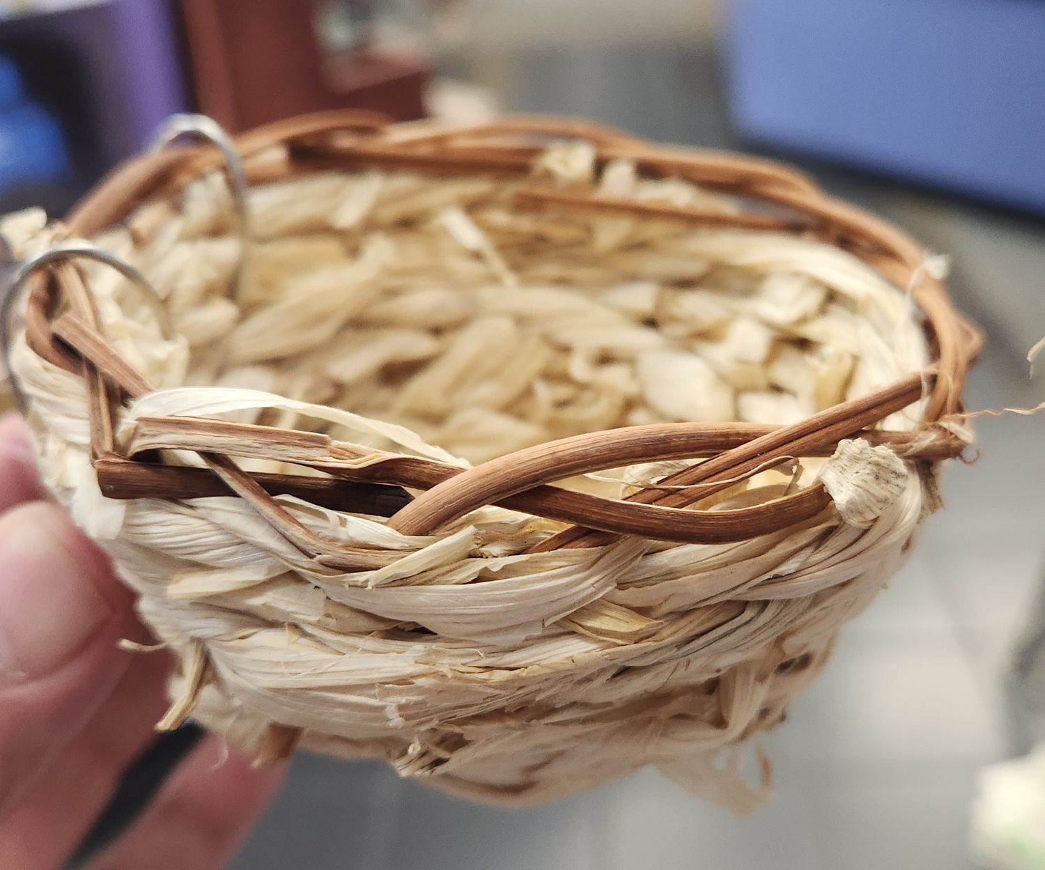 Large Maize Canary Nest