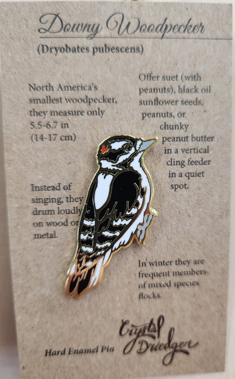Downy Woodpecker