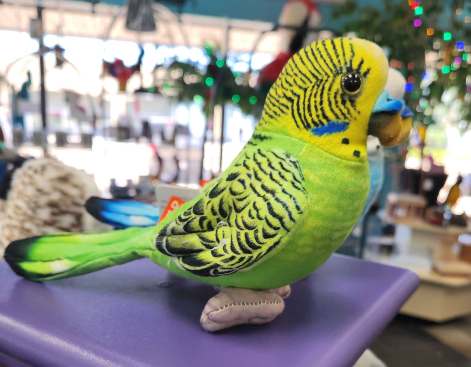 Budgie