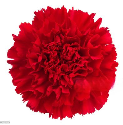 Carnations