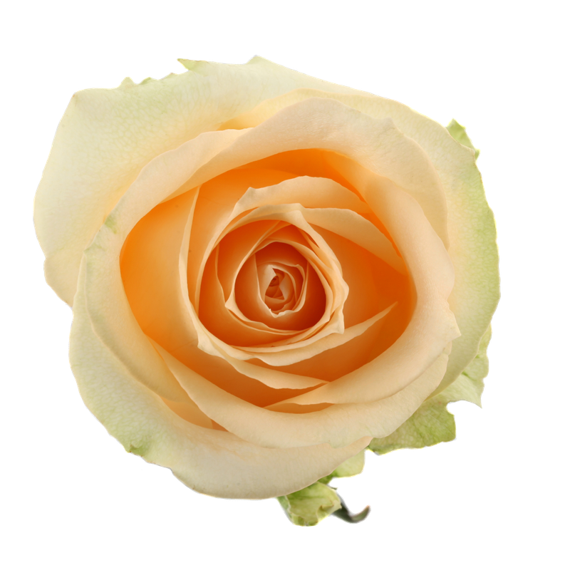 Rose Magic Avalanche 50cm