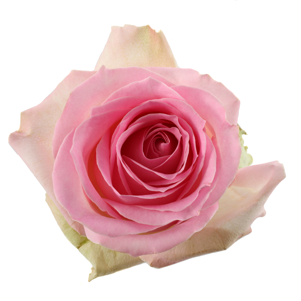 Rose Sorbet Avalanche 50cm