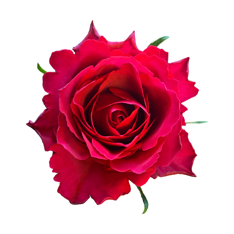 Rose Madam Cerise 50cm