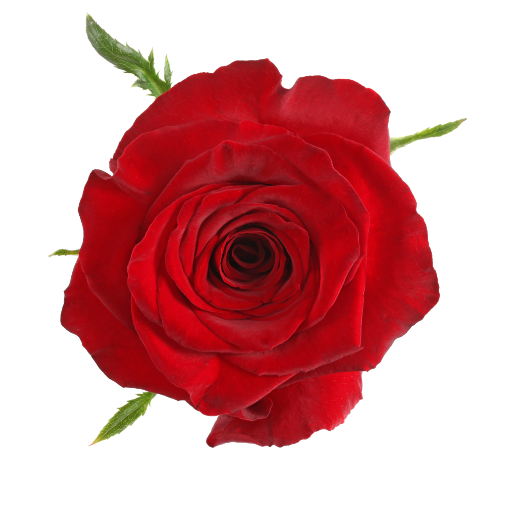 Rose Monte Carlo 50cm