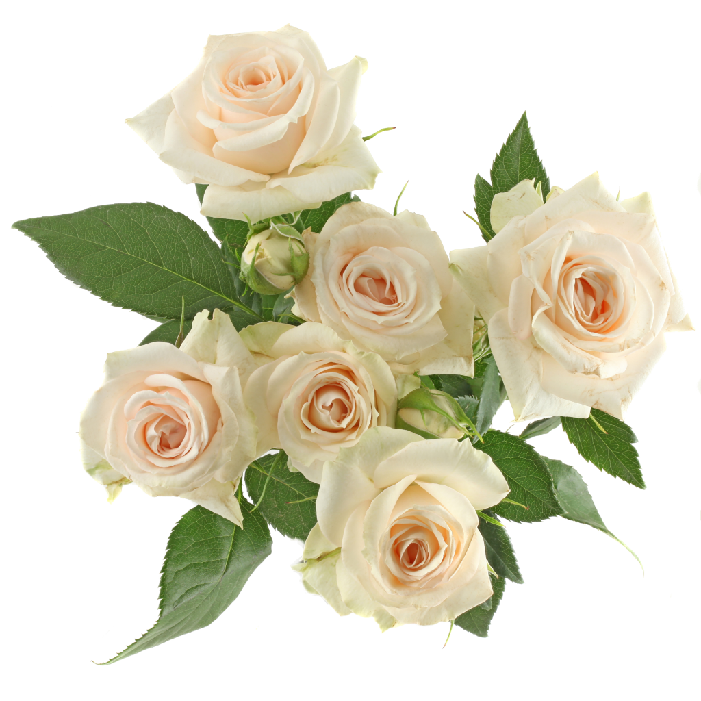 Roses Spray Super Bubble 50cm