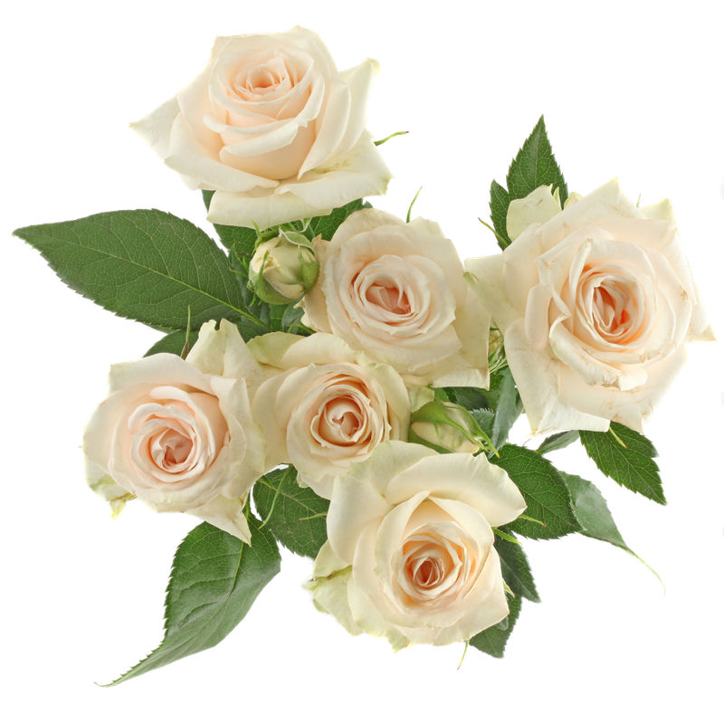 Roses Spray Super Bubble 50cm