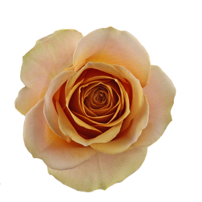 Rose Golden Mustard 50cm