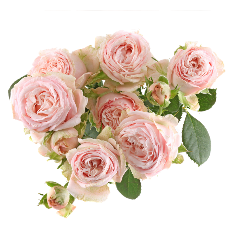 Roses Spray Bombastic 50cm