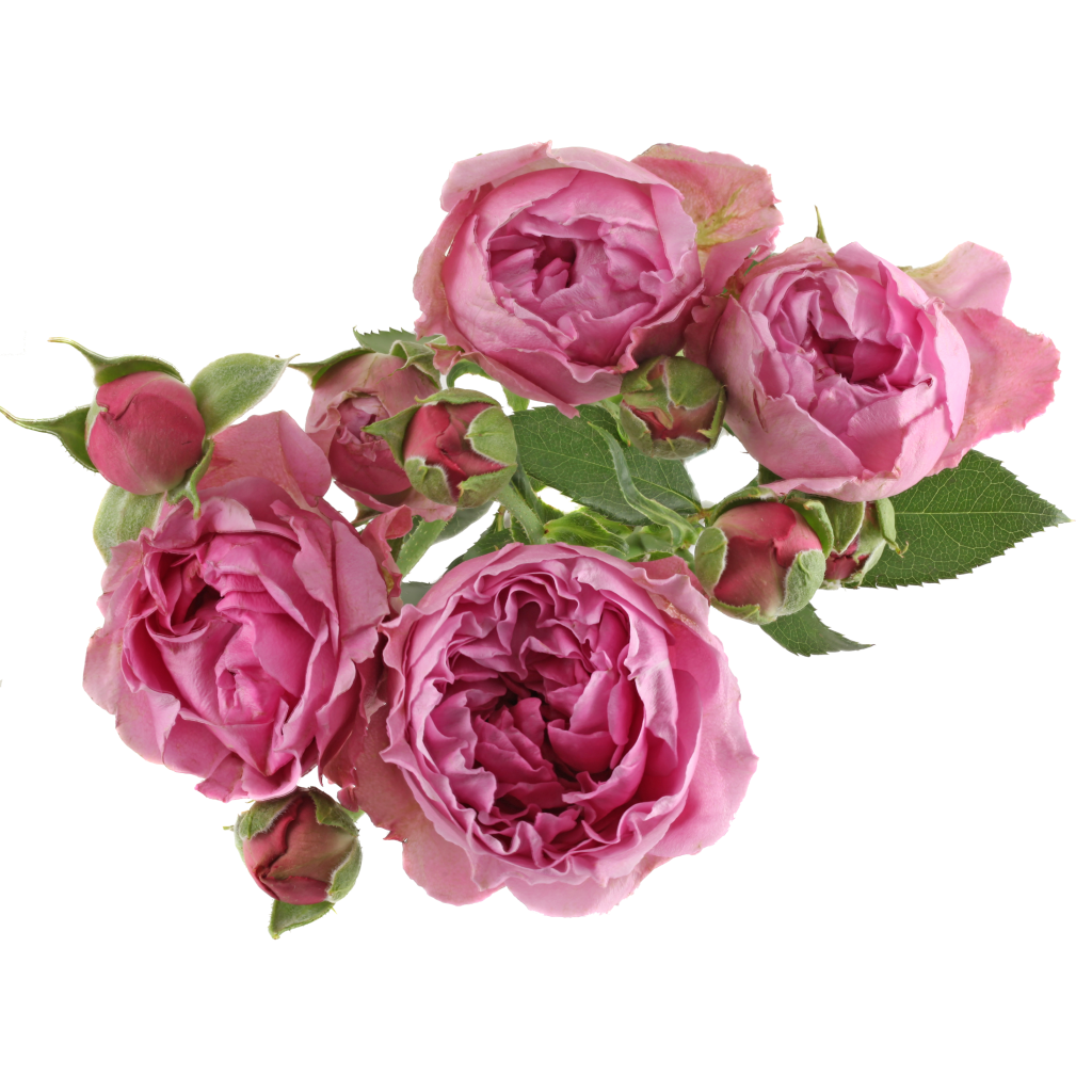 Roses Spray Misty Bubble 50cm