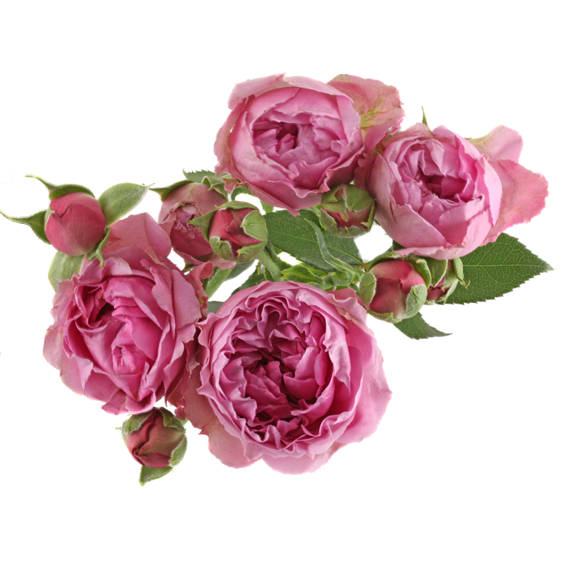 Roses Spray Misty Bubble 50cm